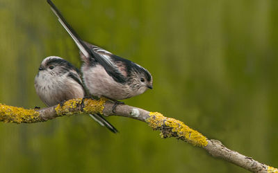 Long-tailed tits