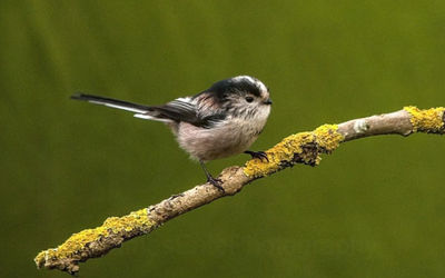 Long-tailed tit