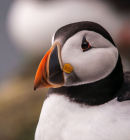 Puffin portrait
