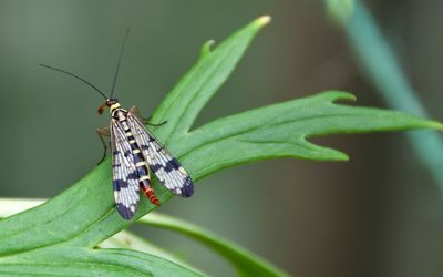 Scorpion Fly