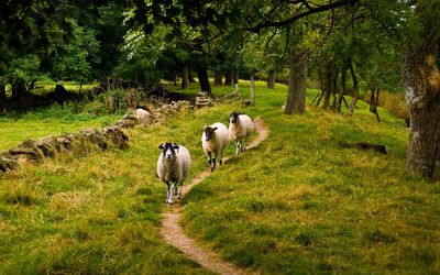 Follow my Leader near Gunnerside
