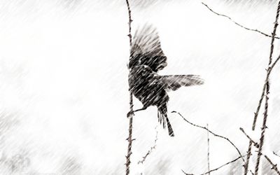 Snow bird