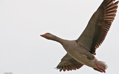 Greylag ( Goose of the North)