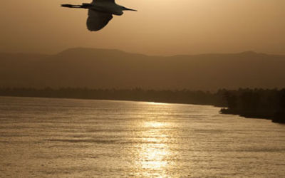 Egret over the Nile