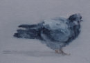 "The Pigeon" [SOLD]