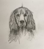 Pet Portraits 