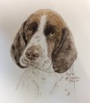 A very smart springer