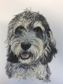 Jack a very special cockerpoo