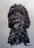 Labradoodle queenie