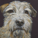 Border Terrier, Bert