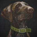 German Shorthaired Pointer, Brylee