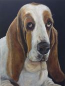 Basset hound.   Maddie