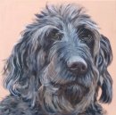 Labradoodle.  Hattie