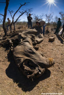 Rhino post-mortem