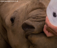 Orphan White Rhinoceros