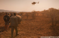 Rhino capture: with helicopter