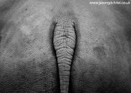 We Need to Save the Rhino's Ass, Not Only Its' Horn...