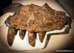 Tyrannosaur jaw and teeth