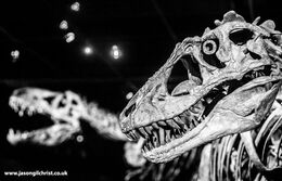 Lythronax argestes skull, Tyrannosaurs exhibition - National Museum of Scotland - Edinburgh