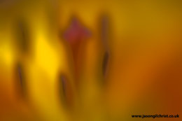 Alien world: inside the Allium