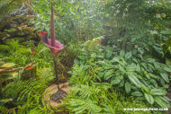 Wee Reekie, Amorphophallus konjac, Royal Botanic Garden Edinburgh