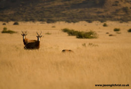Stand together: Blesbok