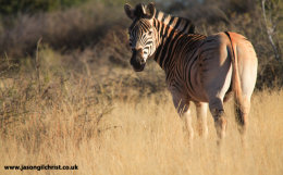 Burchell's Zebra