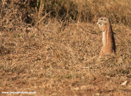Cape Ground Squirrel