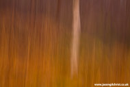 Fiery Birch: Glen Strontian