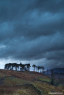 Trees in Glen Strontian