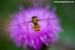 Hoverfly on pink flower