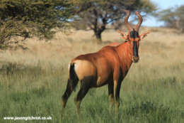 Red hartebeest