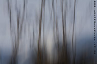 Snow and trees on the Bathgate Hills