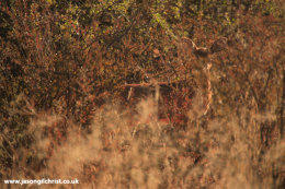 Invisibok: the Steenbok