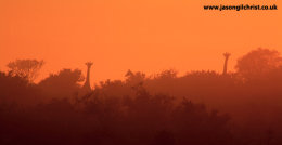 Sunrise Giraffe