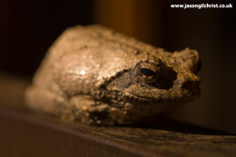 Tree frog or window frog?