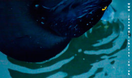 Ripples: Tufted Duck