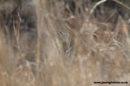 Warthog in the grass