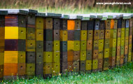 Risnjak beehives