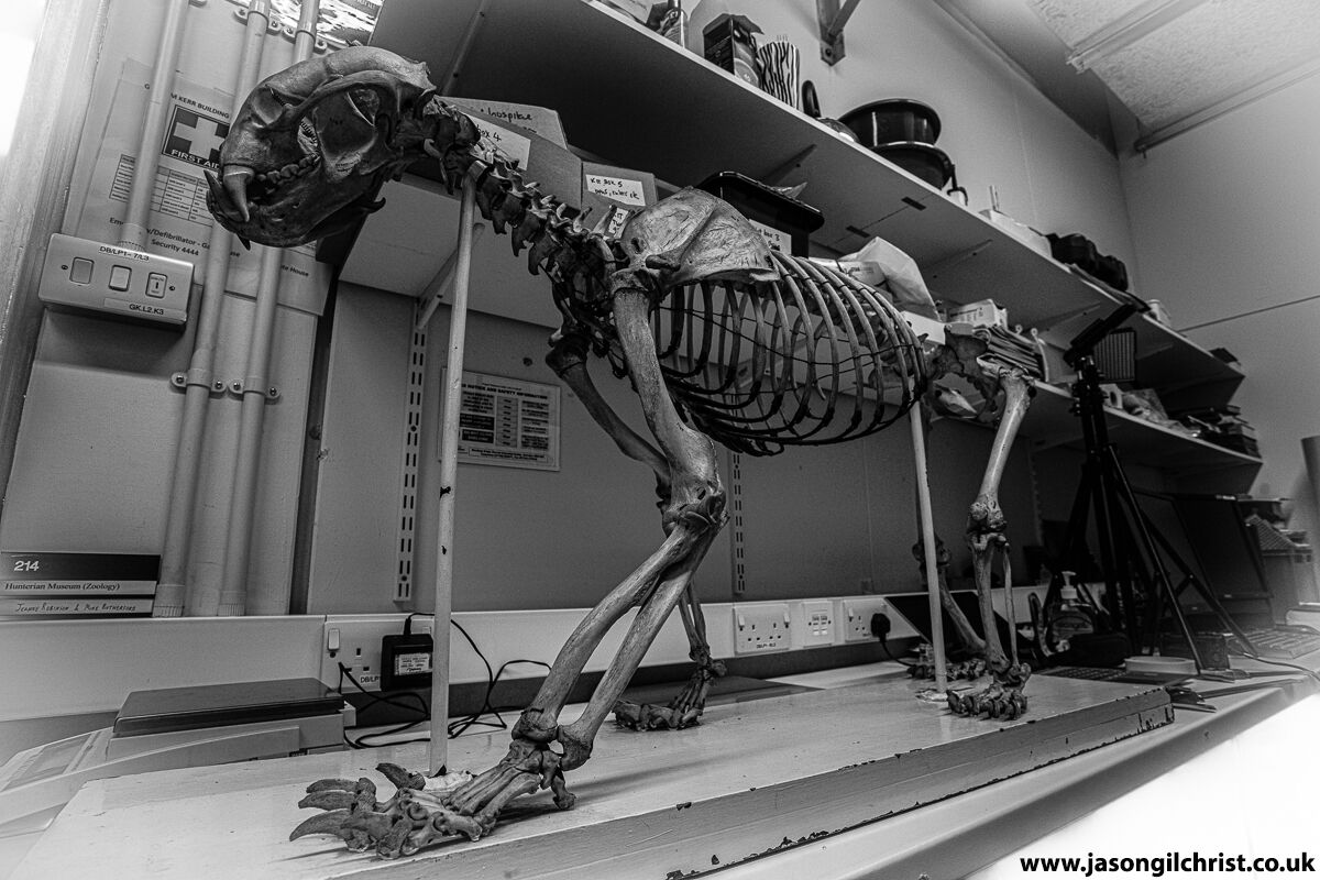 Brown bear skeleton - Ursus arctos - Hunterian Zoology Museum Glasgow