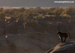 Chacma baboon over Augrabies Canyon