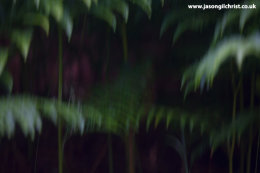 Fern and foxglove at Dundreggan