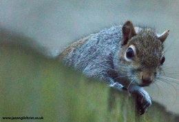 Grey squirrel over the fence, Southwell, England