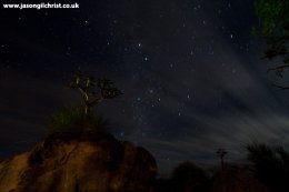 Quiver trees (Kokerboom) against night sky at Augrabies