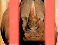 white rhino: caged