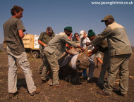 White rhino capture