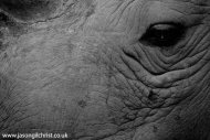 white rhino up-close II
