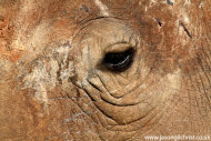 white rhino eye II: adult