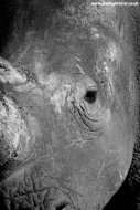white rhino portrait i