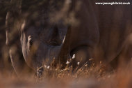 White rhino in the veld